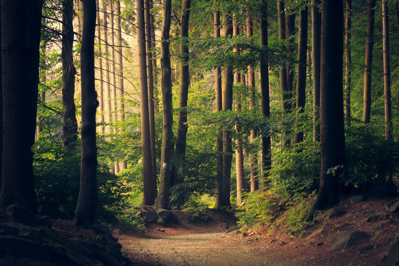 Gold through trees